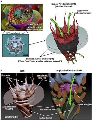 The Effect of Cell Morphology on the Permeability of the Nuclear Envelope to Diffusive Factors